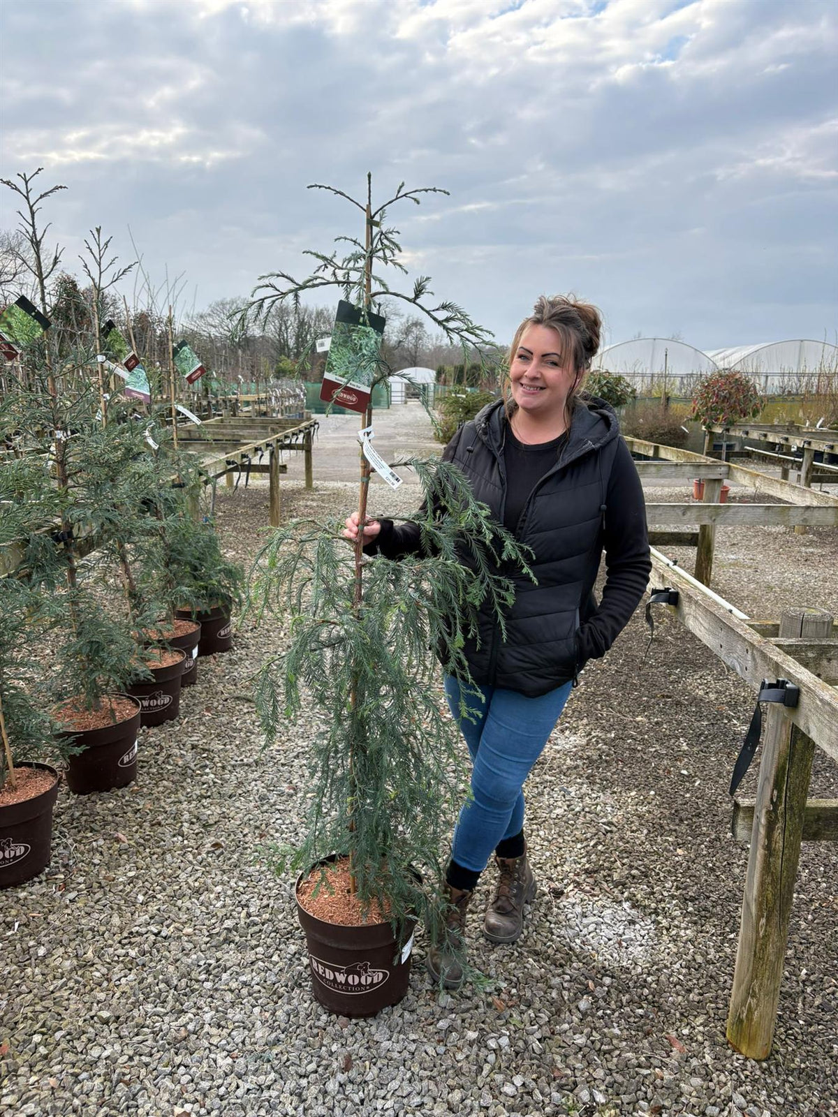 Sequoia Sempervirens Winter Blue 15 Litre Pot
