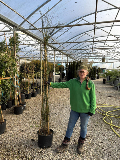 Jasmine Officinale 20 Litre Pot 175-200cm