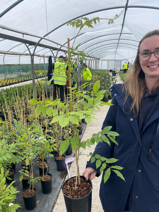 Wisteria Sinensis 3 Litre Pot