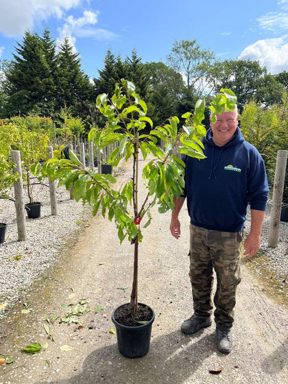 Cherry Prunus Avium Kordia 7.5 Litre