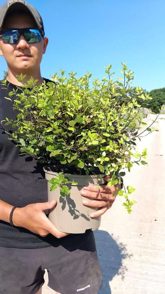 Pittosporum Tenuifolium Tom Thumb 5 Litre