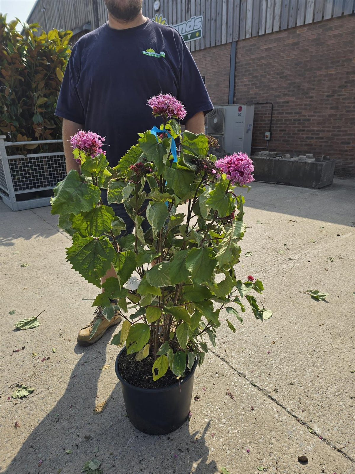 Clerodendrum Bungei Pink Diamond 20 Litre 60-80cm