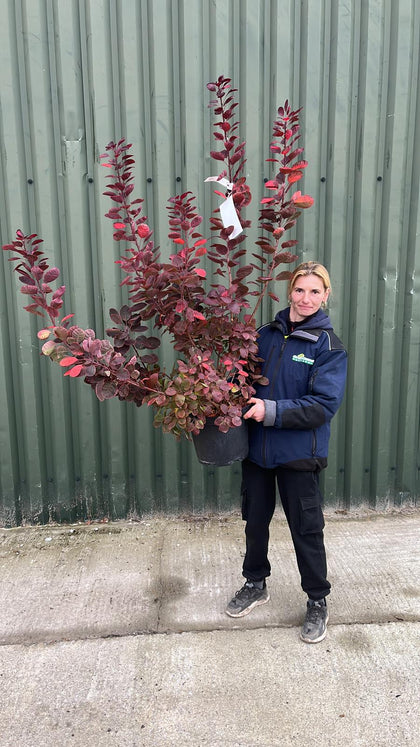 Cotinus cog. Royal Purple 10 Litre