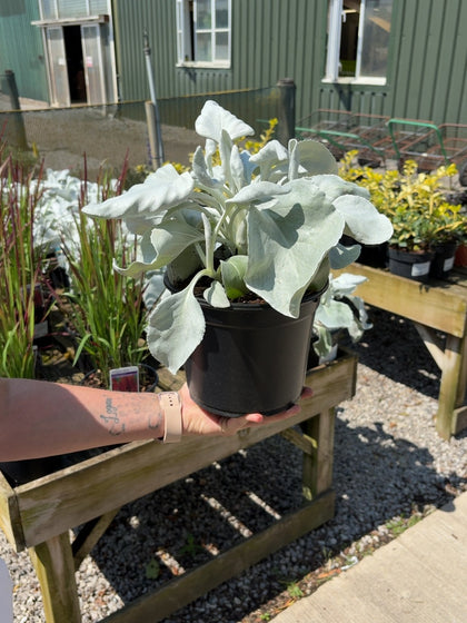 Senecio Angels Wings 3 Litre