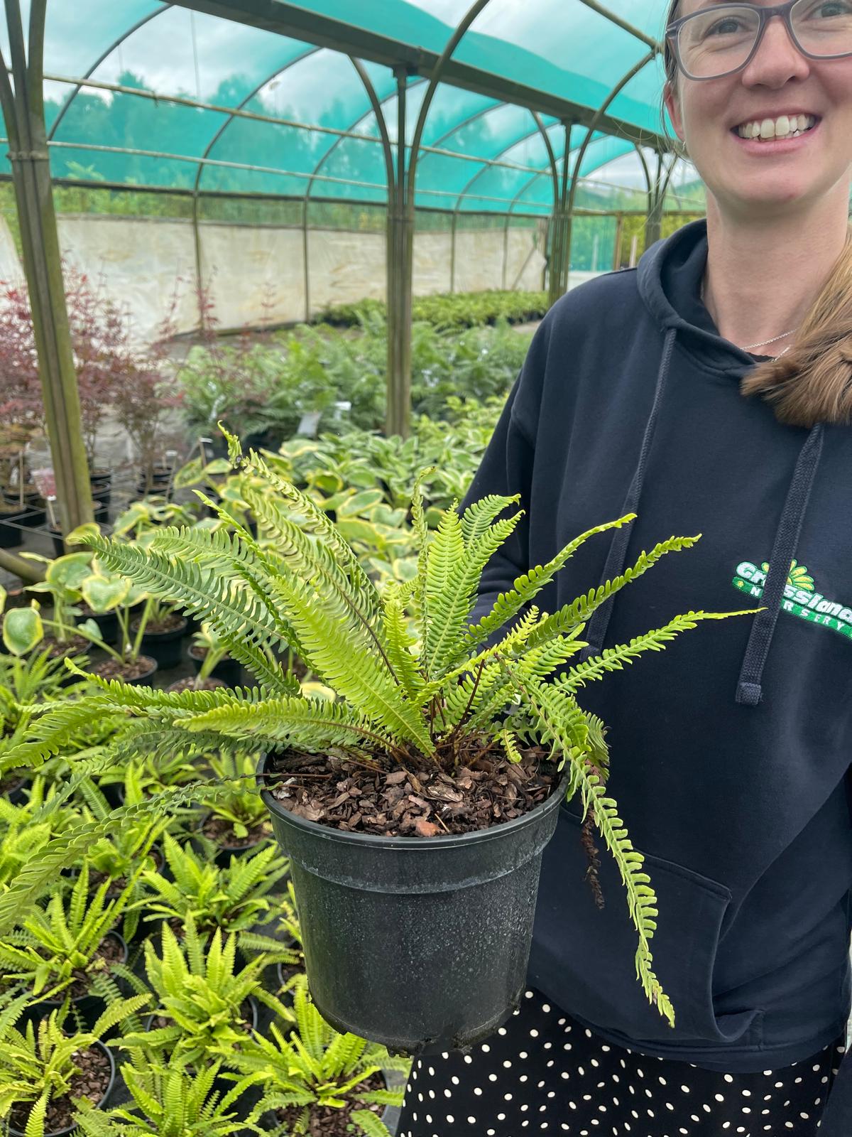 Blechnum Spicant 3 Litre Pot