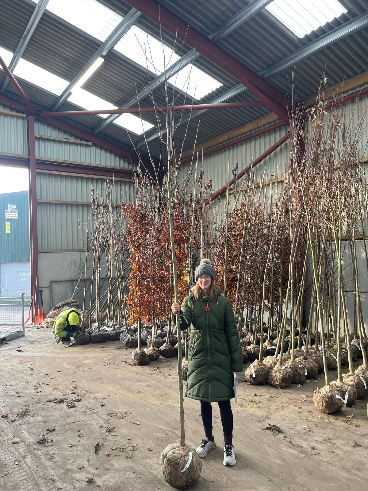 Sorbus Aucuparia Standard 8-10cm Girth Root Ball Delivery From November Onwards