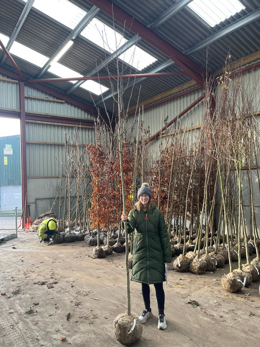 Sorbus Aucuparia Standard 8-10cm Girth Root Ball Delivery From November Onwards