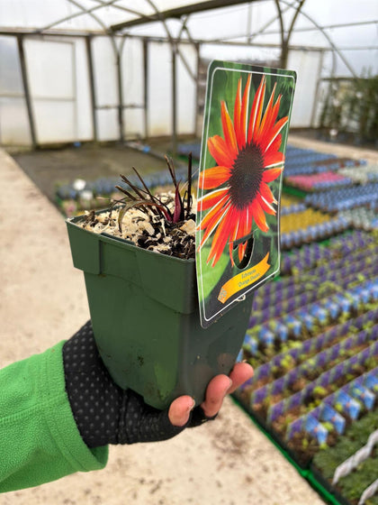 Echinacea Orange Shades 11cm Pot
