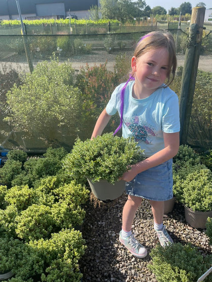 Hebe Topiaria 2 Litre Pot