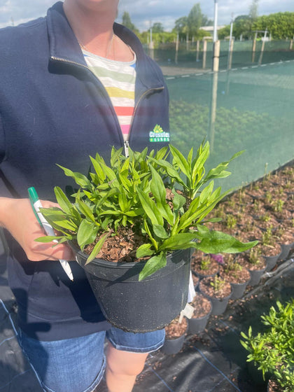 Aster d. Professor Anton De Kippenberg 11cm Pot