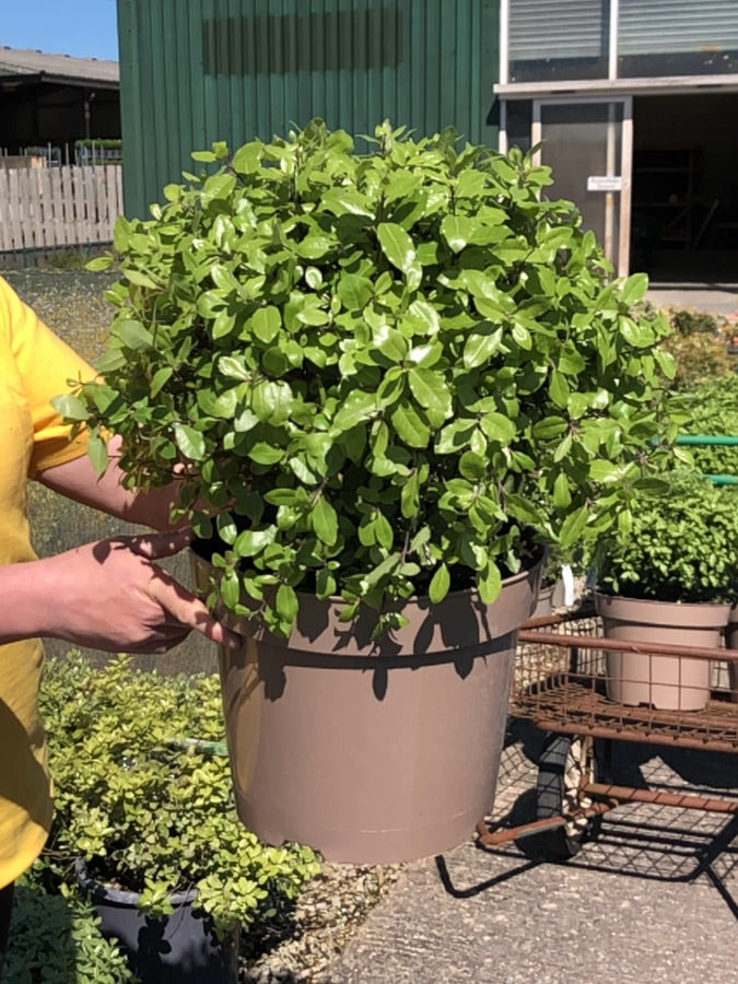 Pittosporum Pom Pom 10 Litre Pot