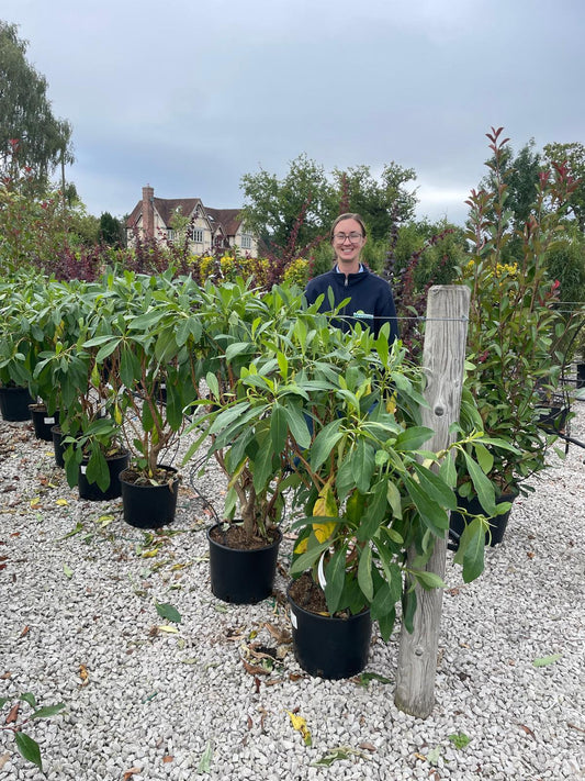 Edgeworthia Grandiflora 20 Litre Pot 80-100cm Tall