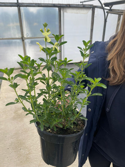 Salvia Gregg. Suncrest Lemon Light 3 Litre Pot