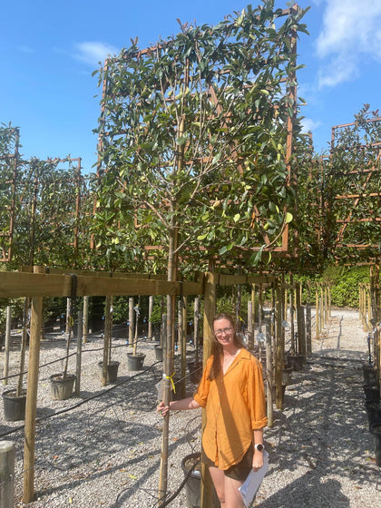 Photinia Red Robin Pleached Standard 180cm Trunk 150cm x 150cm Frame