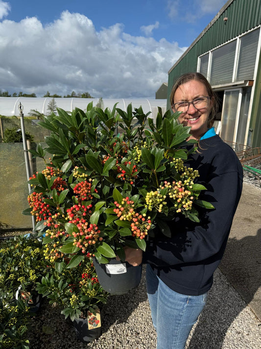 Skimmia Japonica Pabella 10 Litre Pot
