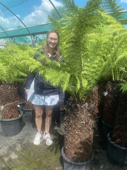 Tree Fern Dicksonia Antarctica 3 Foot Log