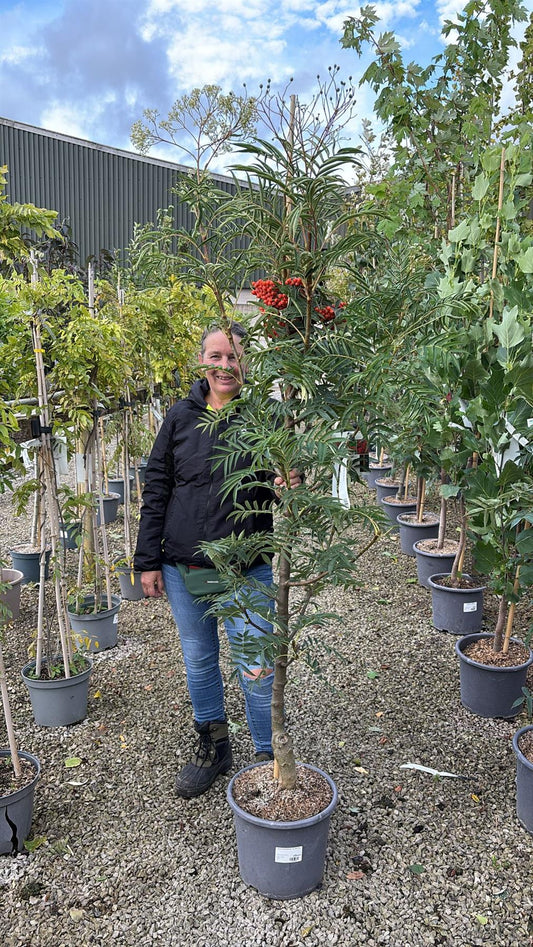 Sorbus Randaiensis 15 Litre Pot
