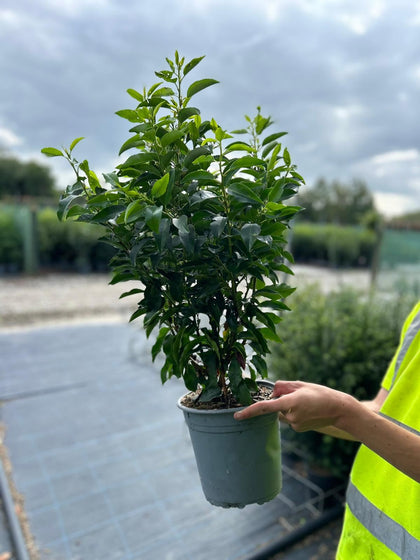 Prunus L. Myrtifolia Portuguese Laurel 4.5 Litre Pot 50/60cm Ready August