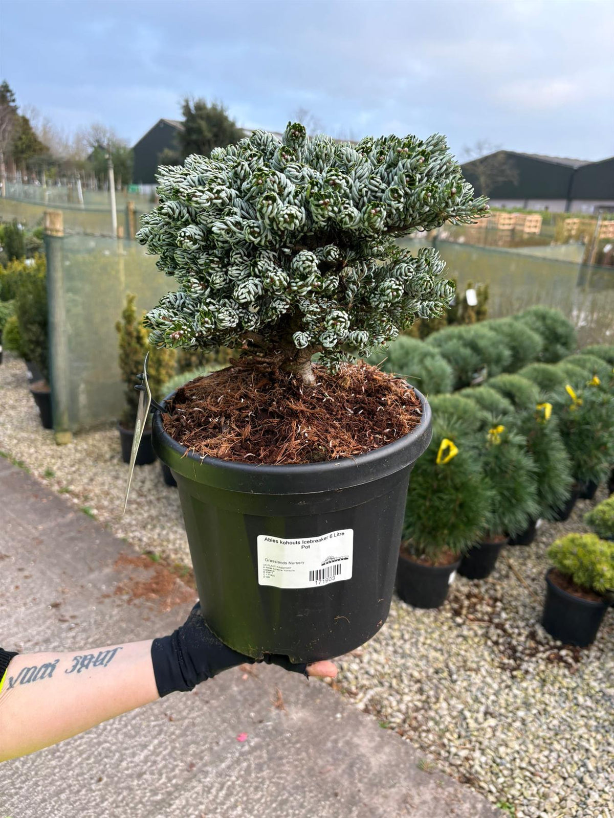 Abies kohouts Icebreaker 6 Litre Pot