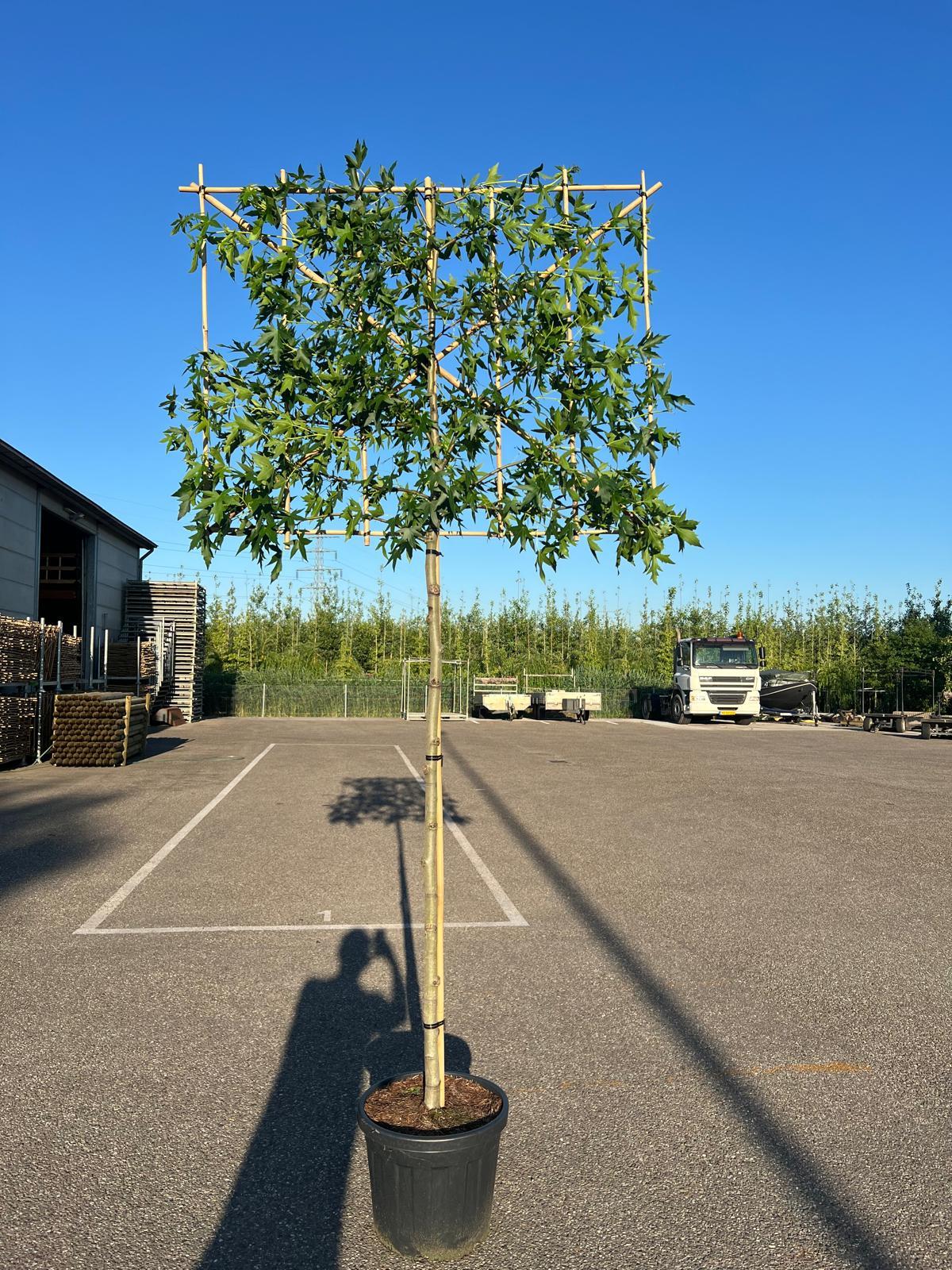 Liquidambar Worplesdon Pleached 12/14cm G 180 Stem Frame 150cm Wide x 120cm Tall