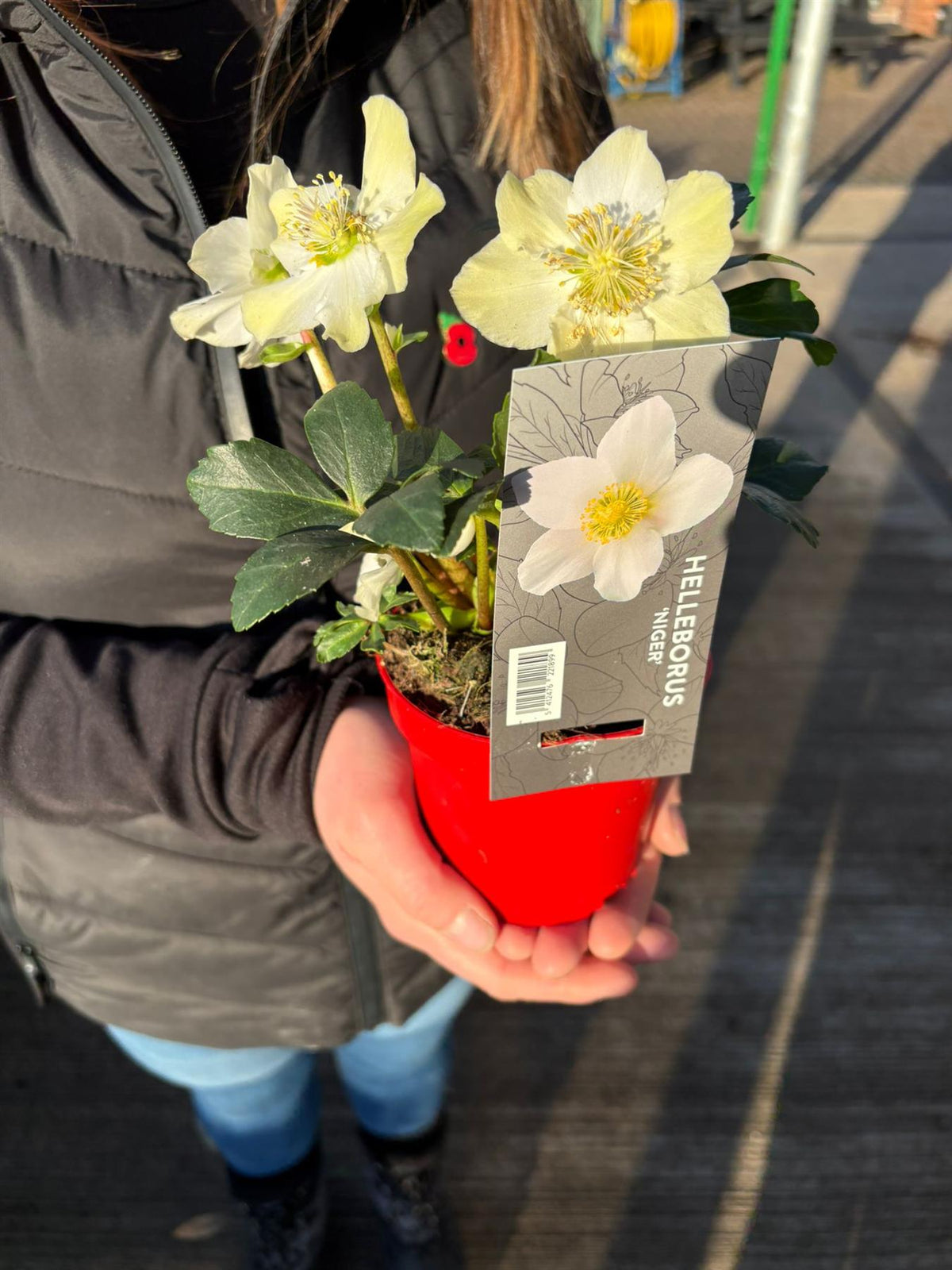 Helleborus Niger Christmas Carol 12cm Pot