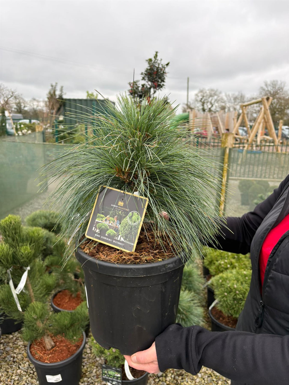 Pinus Sch. Wiethorst 6 Litre Pot