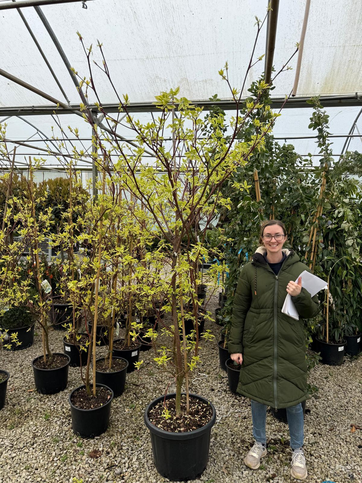 Cornus controversa Variegata 20 Litre Pot 200-250cm Tall