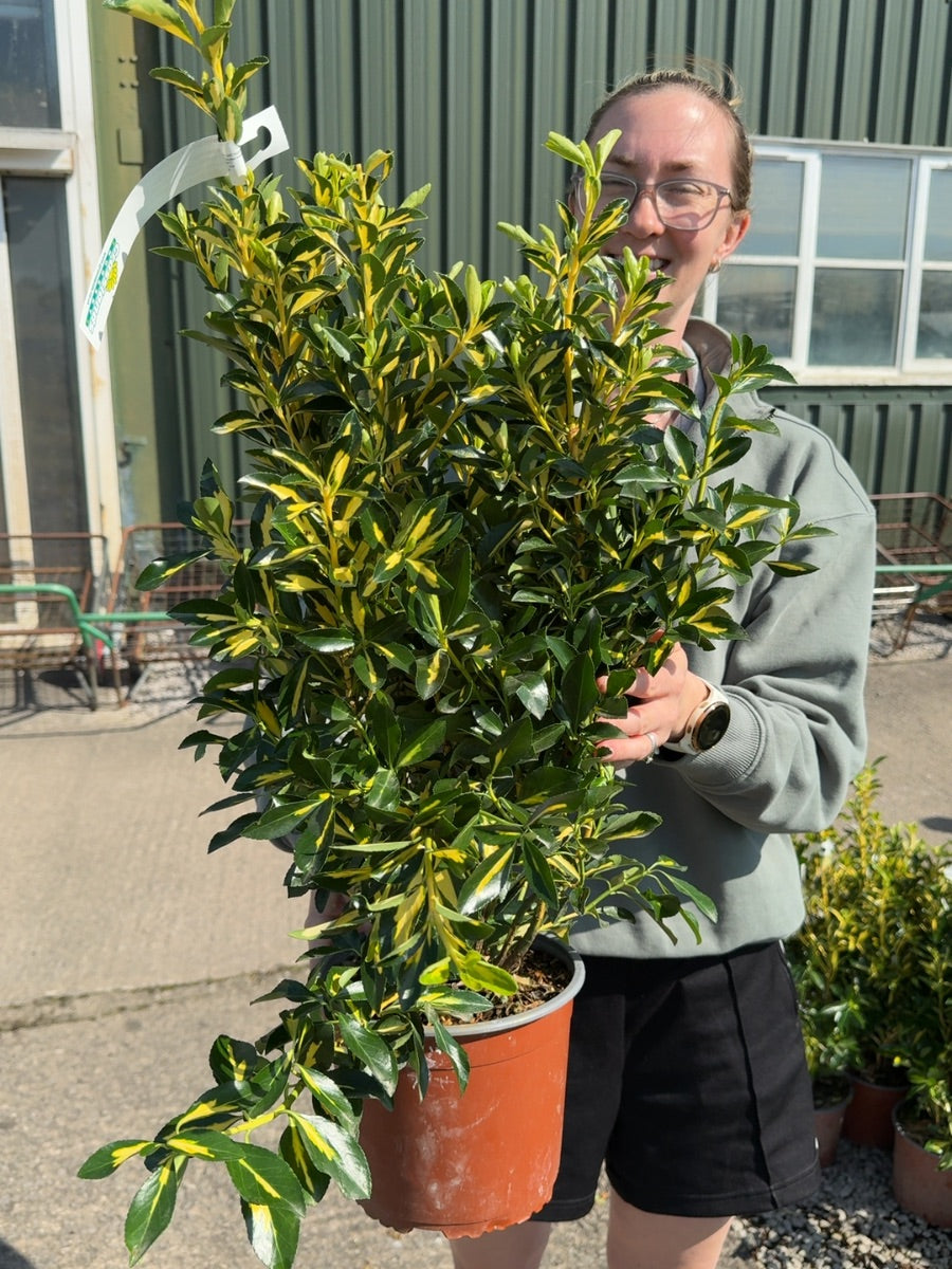 Euonymus Aureopictus 3 Litre Pot