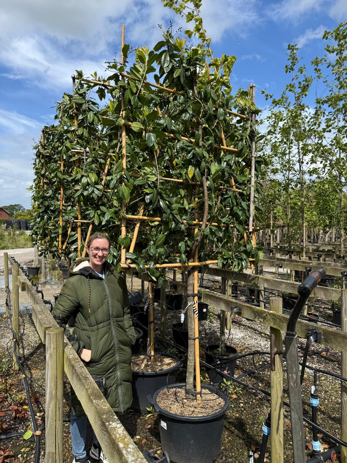 Prunus laur. Novita Pleached 110cm Stem 180 H x 150cm W Frame