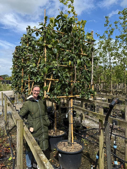 Prunus laur. Novita Pleached 110cm Stem 180 H x 150cm W Frame