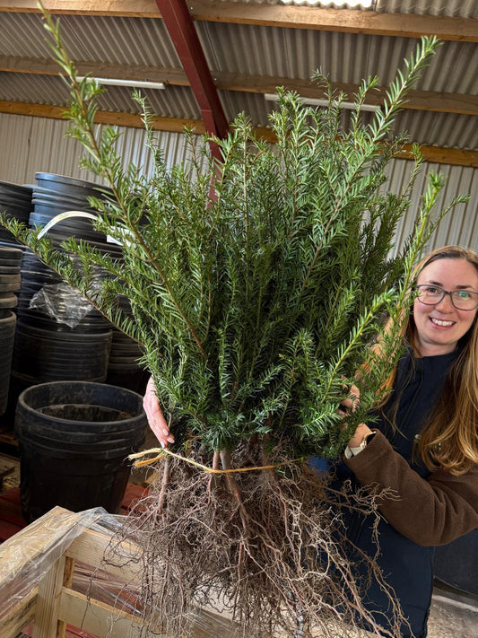 Big Deal Yew Hedging Bare Root 50/70cm x 200 Delivery from November