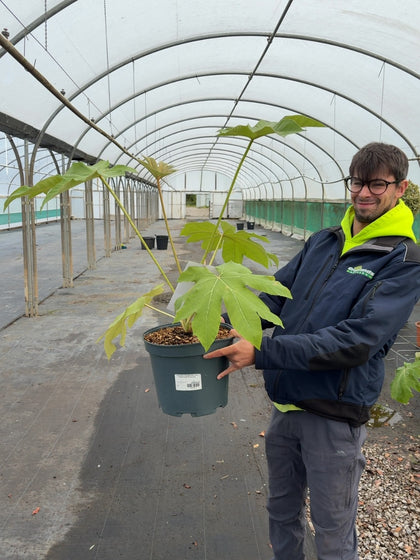 Tetrapanax Papyrifer Rex- Rice Paper Plant 10 Litre Pot