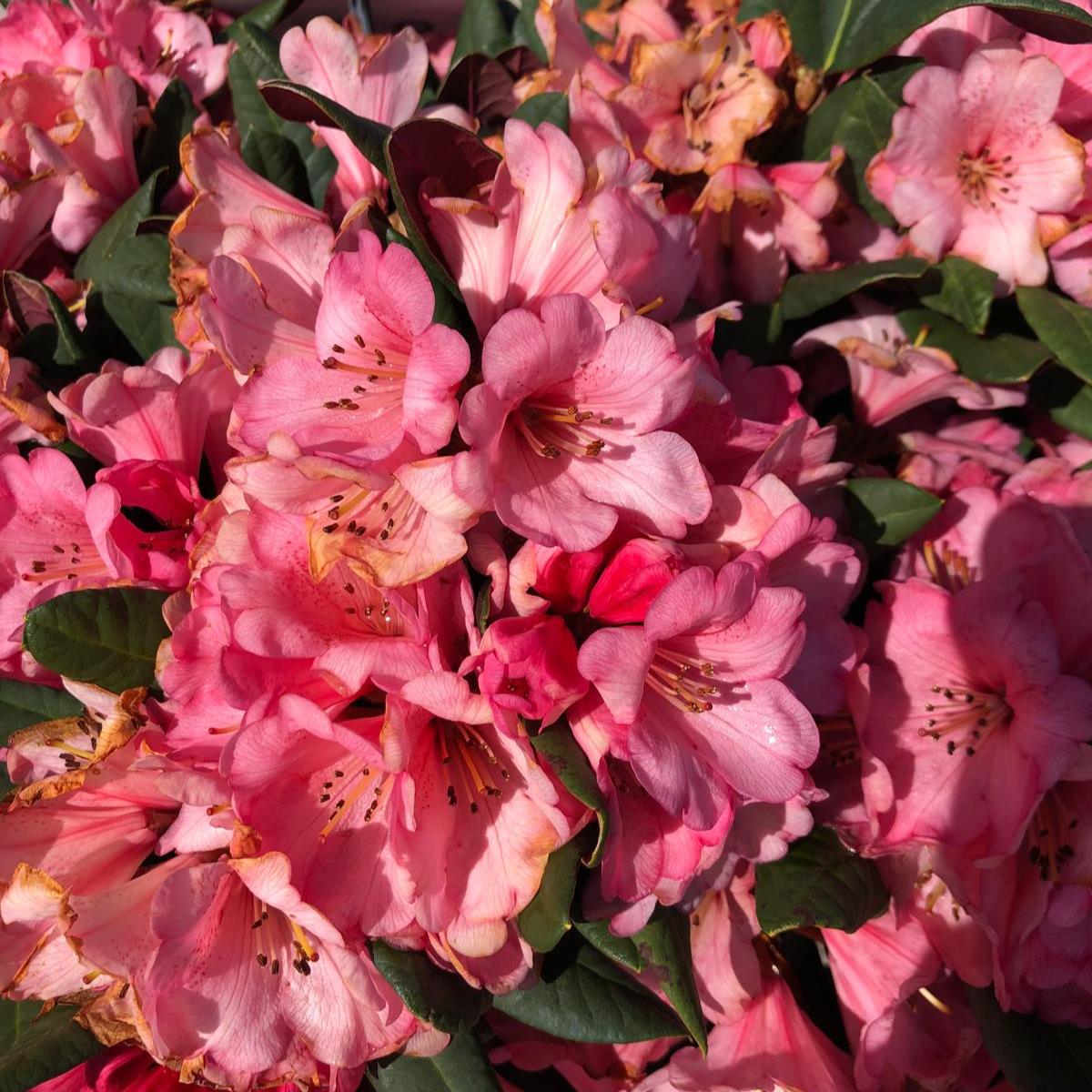 Rhododendron Wine and Roses 7.5 Litre Pot