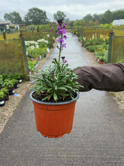Erysimum Bowle's Mauve 2 Litre Pot