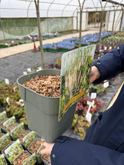 Cimicifuga (Actea) Cheju-Do 5 Litre Pot