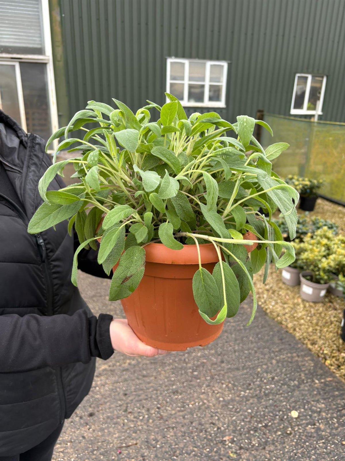 Salvia Officinalis 2 Litre Pot