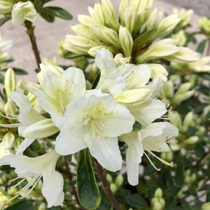 Azalea Japonica Snow White 5 Litre Pot