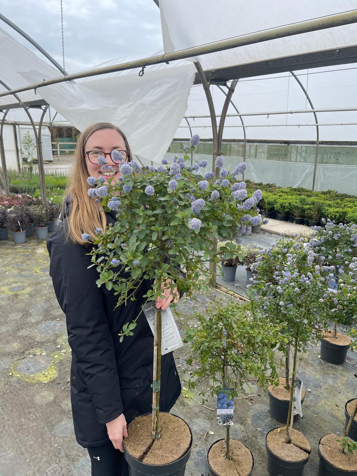 Ceanothus thyrsiflorus Repens 1/4 Standard 5 Litre Pot
