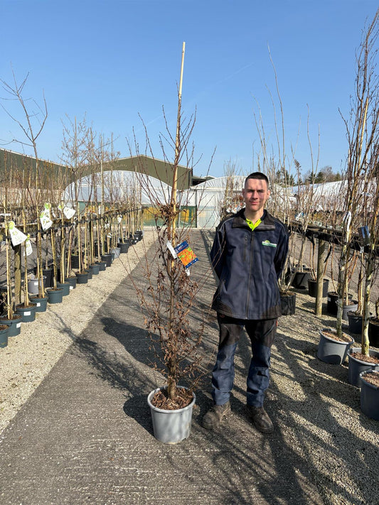 Carpinus Betulus Orange Retz 30 Litre