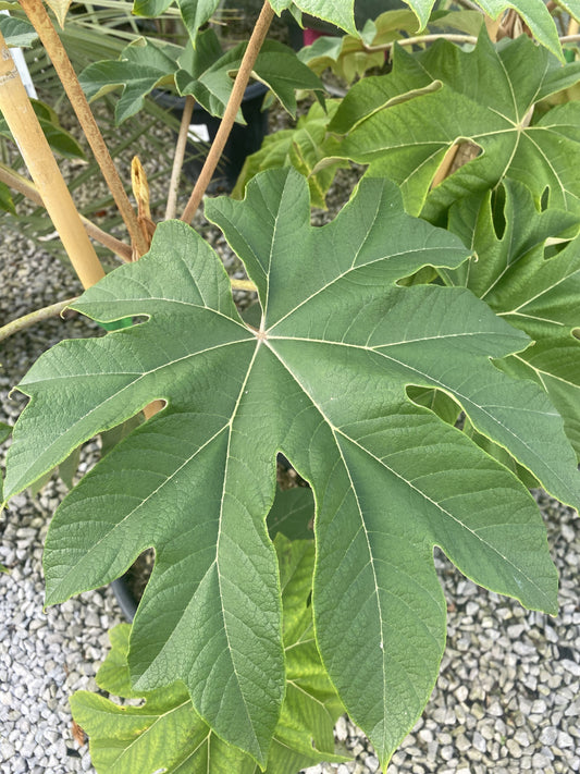 Tetrapanax Papyrifer- Rice Paper Plant 9 Litre Pot