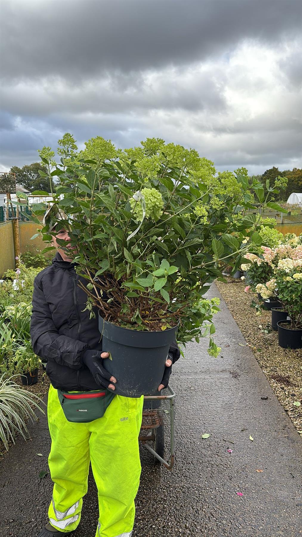 Hydrangea Paniculata Little Lime 12 Litre Pot 60/80cm