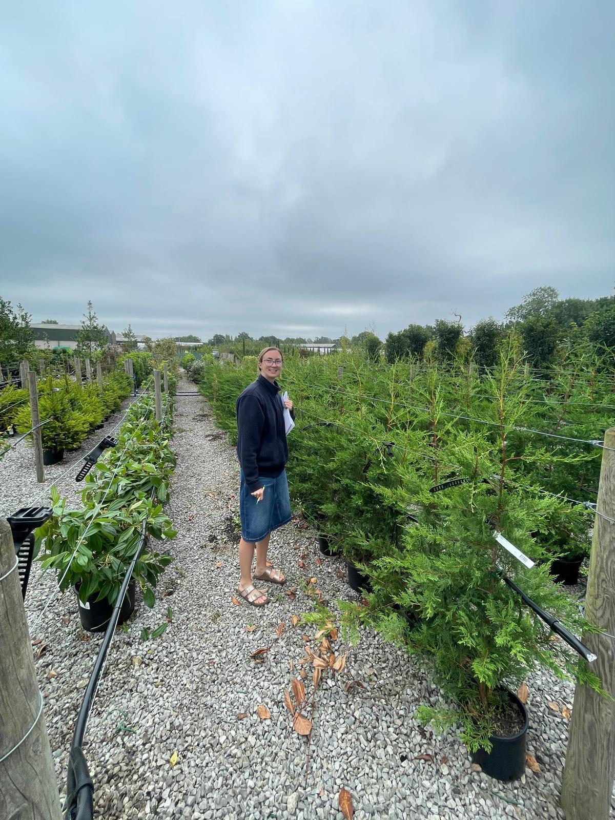 Green Leylandii Hedging 7.5 Litre Pot 120-130cm