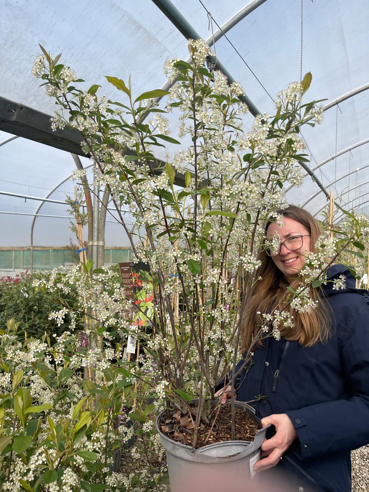 Aronia arbu. Brilliant 20 Litre Pot