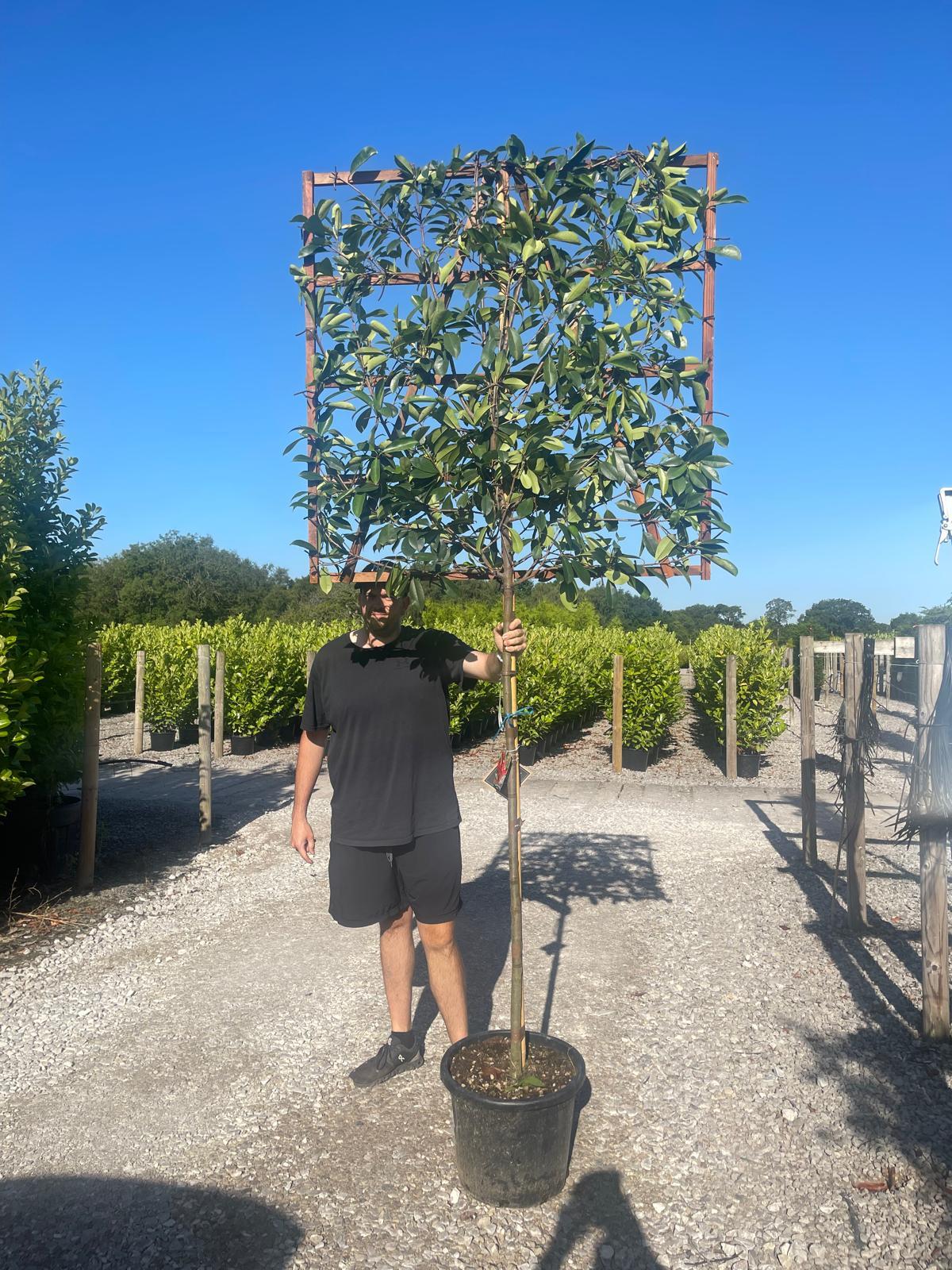 Photinia Red Robin Pleached 150cm Stem 120 x 120 cm Frame