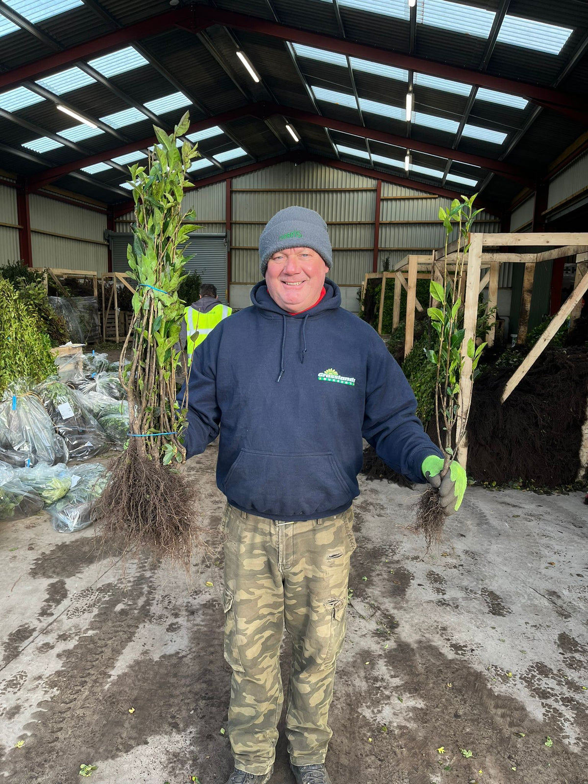 Green Privet Bare Root 60-80cm Delivery from November