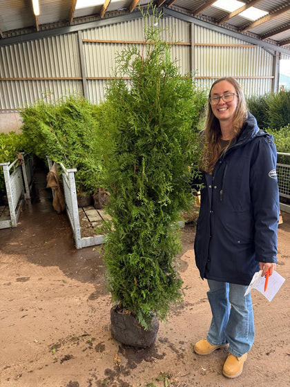 Thuja Brabant 180-200cm Root Ball Dug To Order