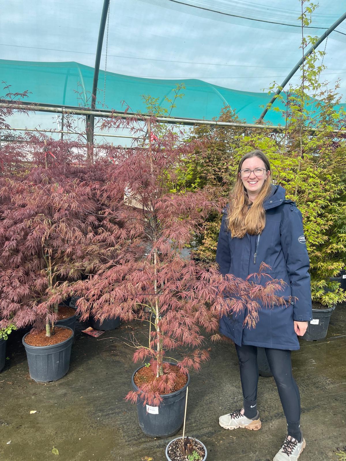 Acer Palmatum Crimson Queen 25 Litre Pot