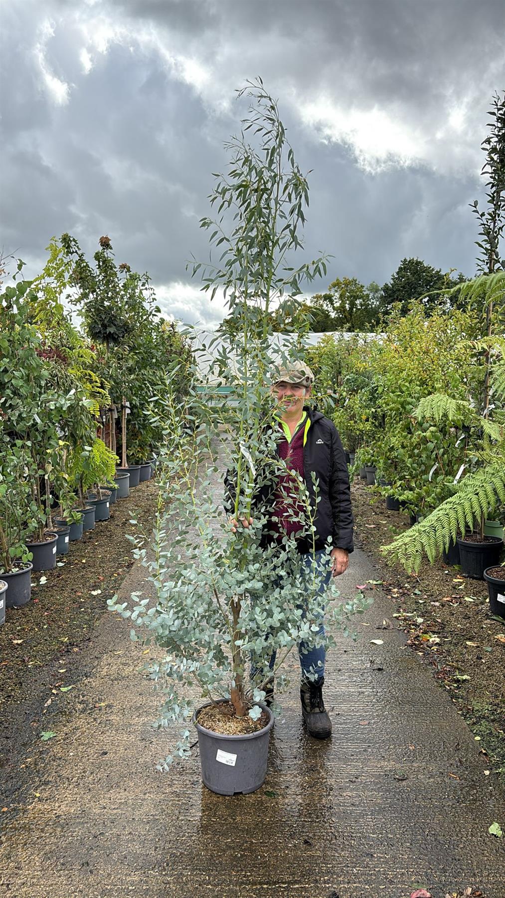 Eucalyptus Silverana 15 Litre Pot