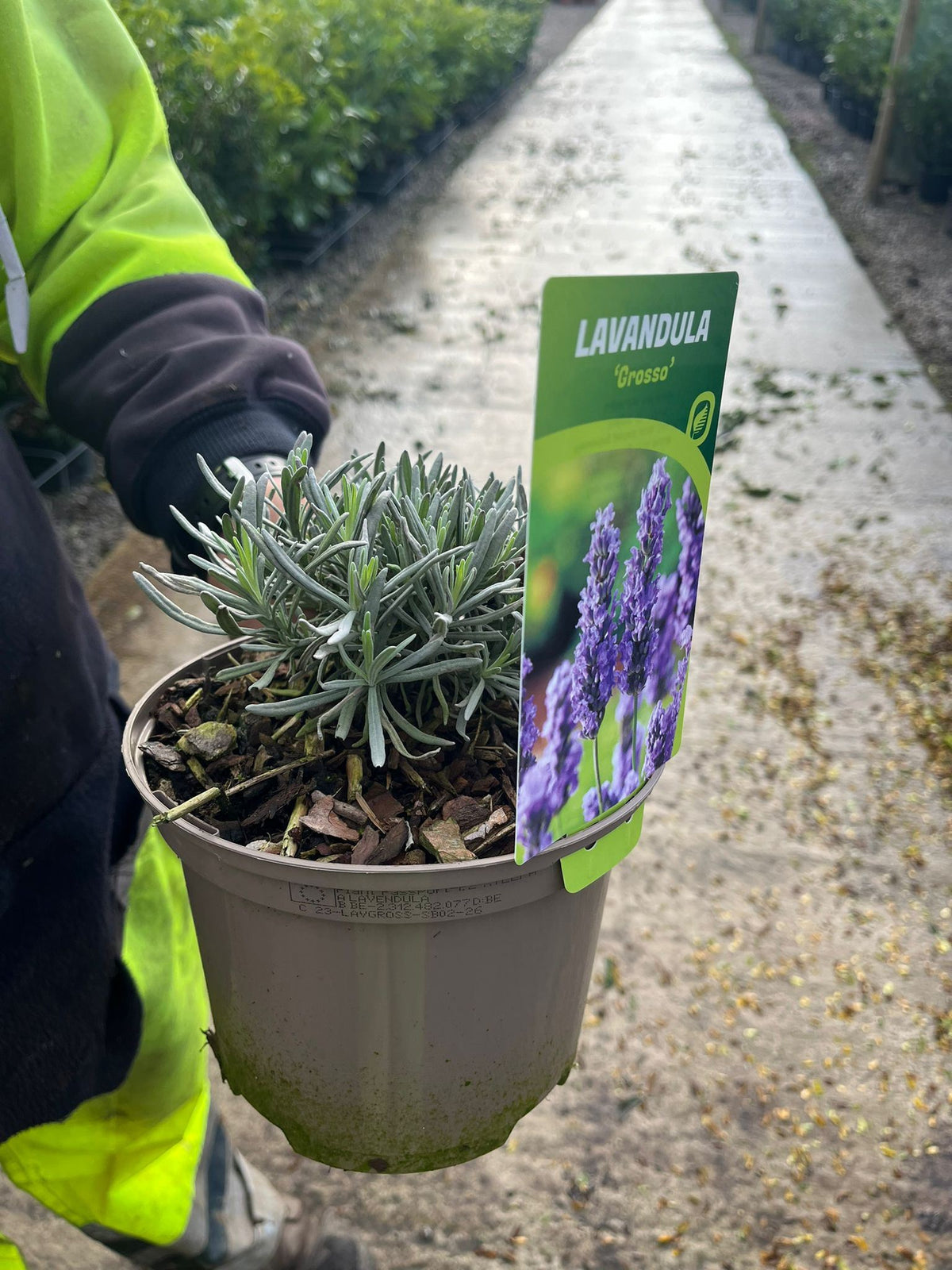 Lavender Grosso 5 Litre Pot