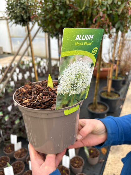 Allium Mont Blanc 2 Litre Pot